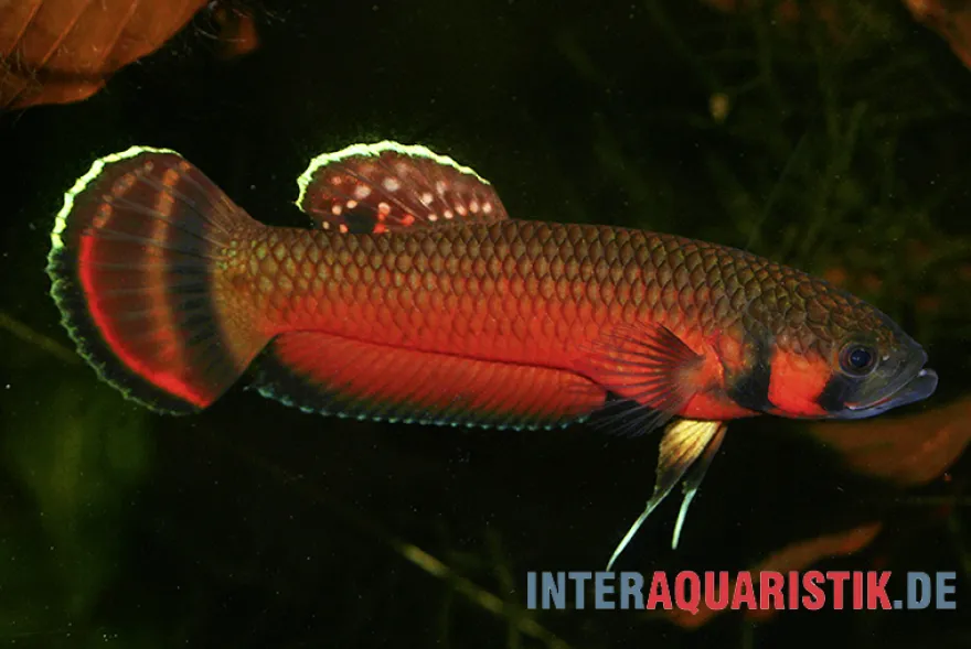 Großmaul-Kampffisch, Betta macrostoma