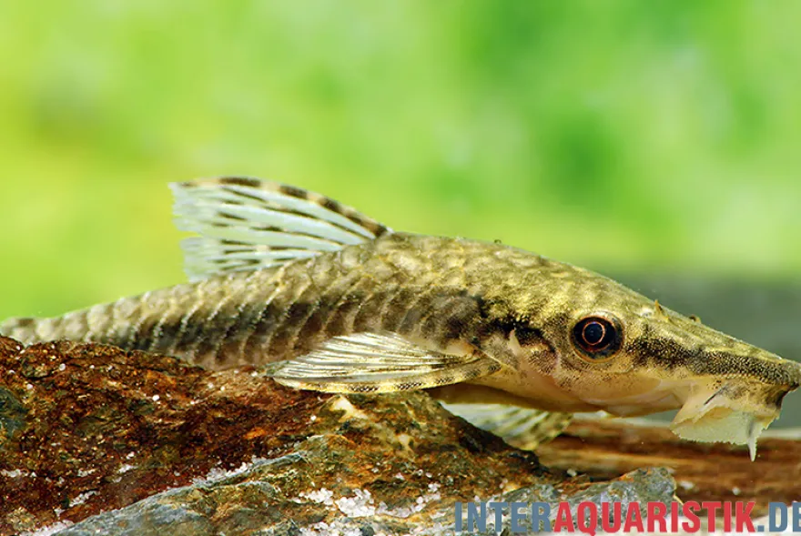 Gulare-Harnischwels (Gigant-Otocinclus), Hypoptopoma gulare