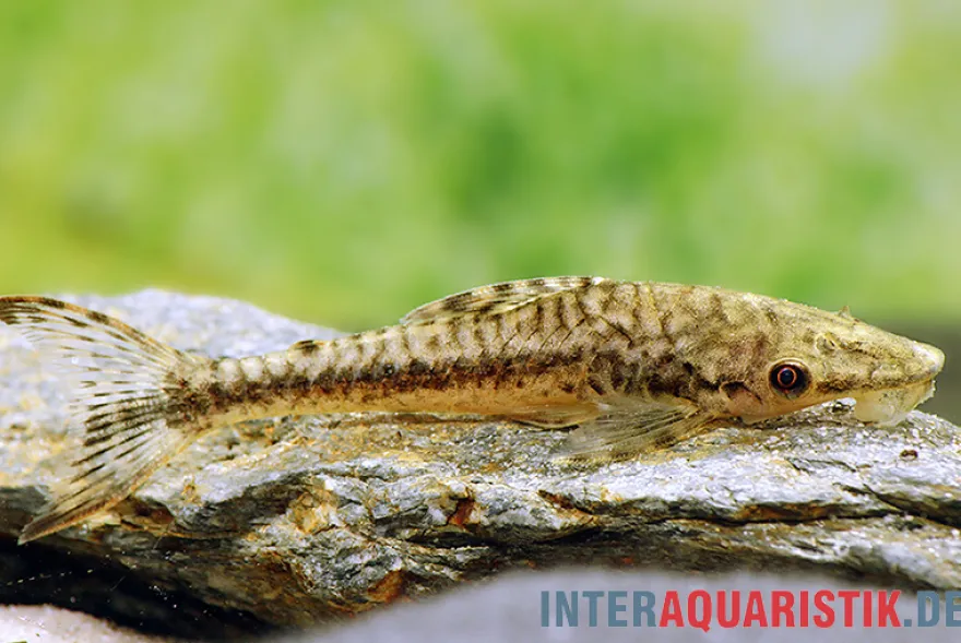 Gulare-Harnischwels (Gigant-Otocinclus), Hypoptopoma gulare