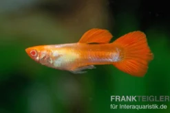 Guppy albino Koi, Poecilia reticulata, paarweise