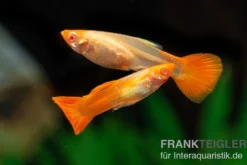 Guppy albino Koi, Poecilia reticulata, paarweise