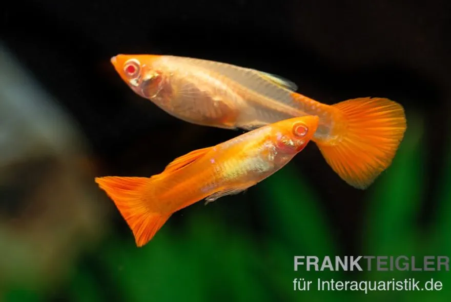 Guppy albino Koi, Poecilia reticulata, paarweise