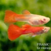 Guppy albino vollrot, Poecilia reticulata, paarweise