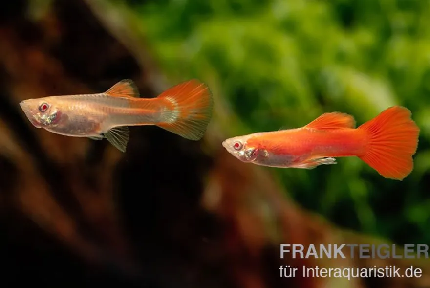 Guppy albino vollrot, Poecilia reticulata, paarweise