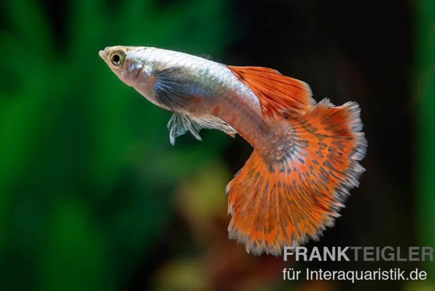 Guppy Big Ear Red Mosaic, Poecilia reticulata, paarweise