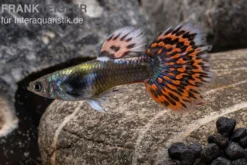 Guppy Big Ear Red Mosaic, Poecilia reticulata, paarweise