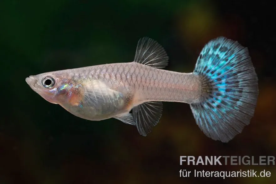 Guppy Big Ear Red Mosaic, Poecilia reticulata, paarweise