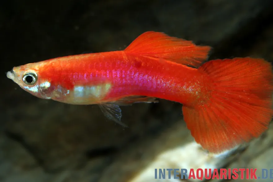 Guppy blond-rot, Poecilia reticulata, paarweise