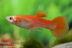 Guppy blond-rot, Poecilia reticulata, paarweise