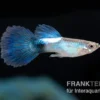 Guppy Blue Queen, Poecilia reticulata, paarweise