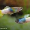 Guppy Bumble Bee, Poecilia reticulata, paarweise
