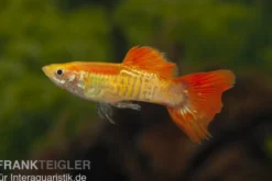Guppy Cobra blond, Poecilia reticulata, paarweise