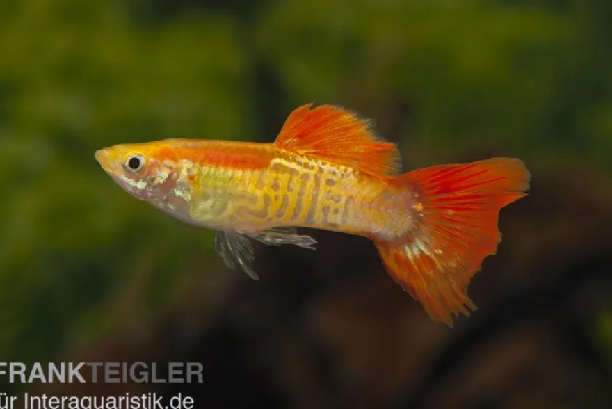 Guppy Cobra blond, Poecilia reticulata, paarweise