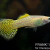 Guppy Cobra golden (gelb), Poecilia reticulata, paarweise