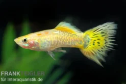 Guppy Cobra golden (gelb), Poecilia reticulata, paarweise