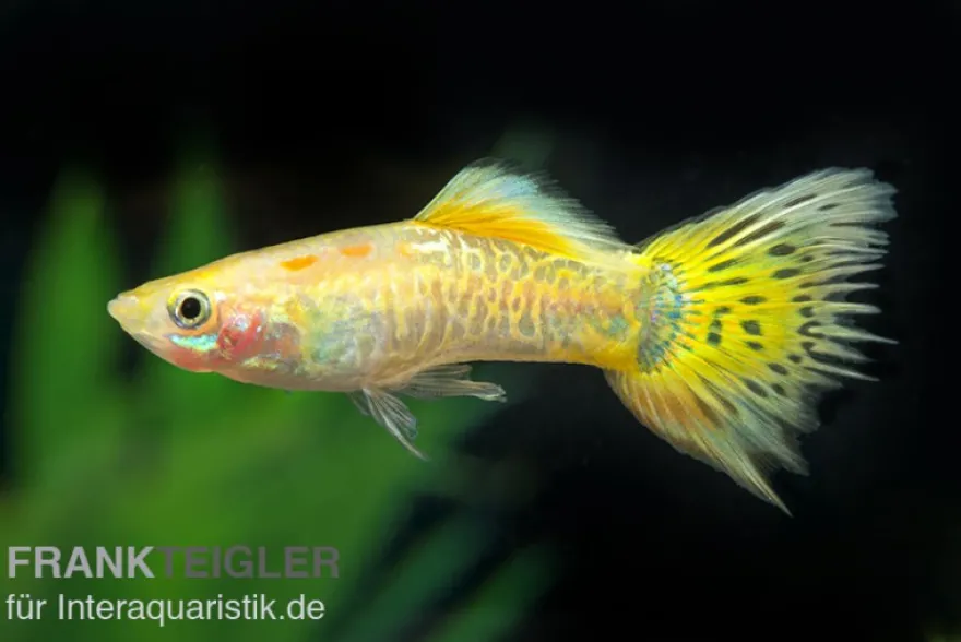 Guppy Cobra golden (gelb), Poecilia reticulata, paarweise