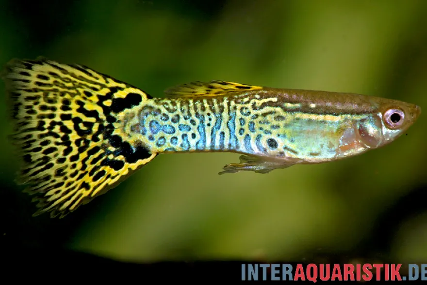 Guppy Cobra grün, Poecilia reticulata, paarweise