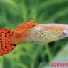 Guppy Cobra rot, Poecilia reticulata, paarweise