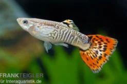 Guppy Cobra rot, Poecilia reticulata, paarweise