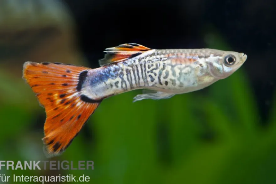 Guppy Cobra rot, Poecilia reticulata, paarweise