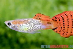 Guppy Cobra rot, Poecilia reticulata, paarweise