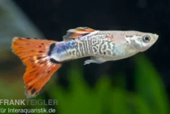 Guppy Cobra rot, Poecilia reticulata, paarweise
