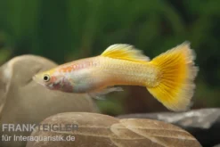 Guppy gelb, Poecilia reticulata, paarweise
