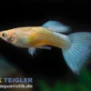 Guppy Golden Blue Neon, Poecilia reticulata (paarweise)