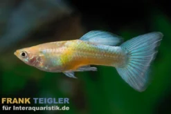 Guppy Golden Blue Neon, Poecilia reticulata (paarweise)