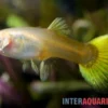 Guppy goldgelb Tuxedo, Poecilia reticulata, paarweise