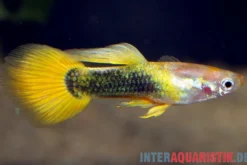 Guppy goldgelb Tuxedo, Poecilia reticulata, paarweise