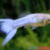 Guppy Japan Blue, Poecilia reticulata, paarweise