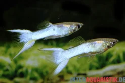 Guppy Japan Blue, Poecilia reticulata, paarweise