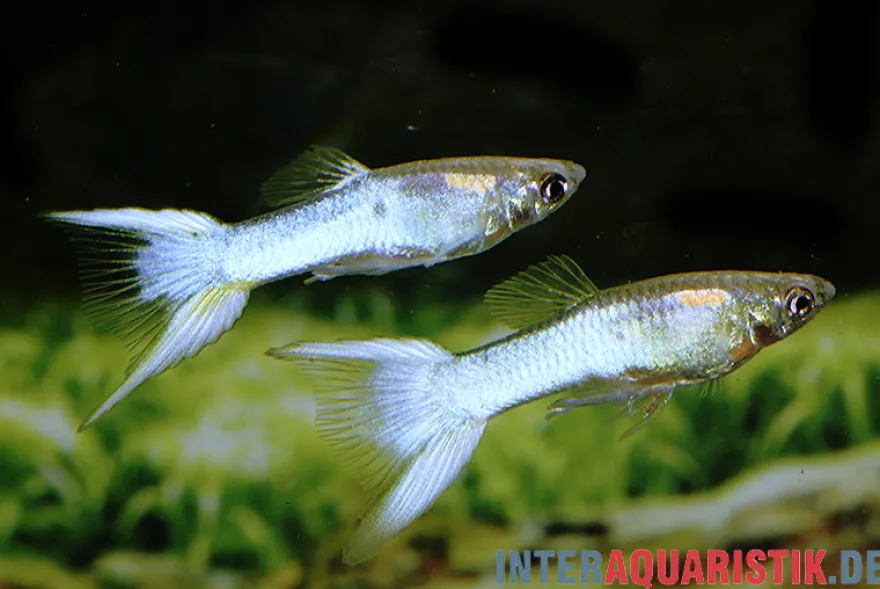 Guppy Japan Blue, Poecilia reticulata, paarweise