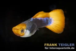 Guppy Koi Tuxedo, Poecilia reticulata, paarweise