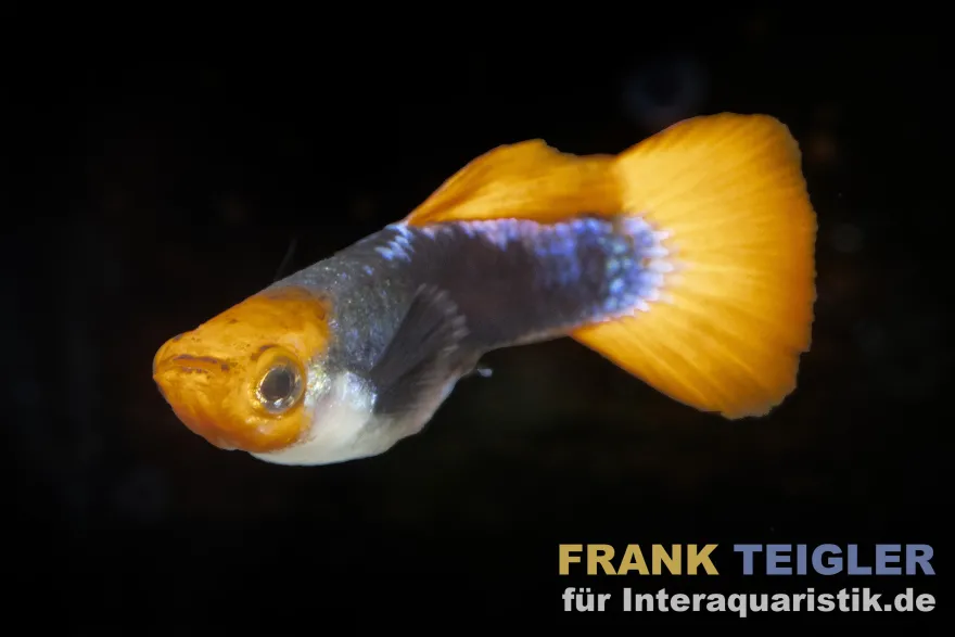 Guppy Koi Tuxedo, Poecilia reticulata, paarweise