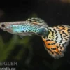 Guppy Leopard, Poecilia reticulata, paarweise