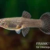 Guppy Moskau blau, Poecilia reticulata, paarweise