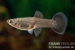 Guppy Moskau blau, Poecilia reticulata, paarweise