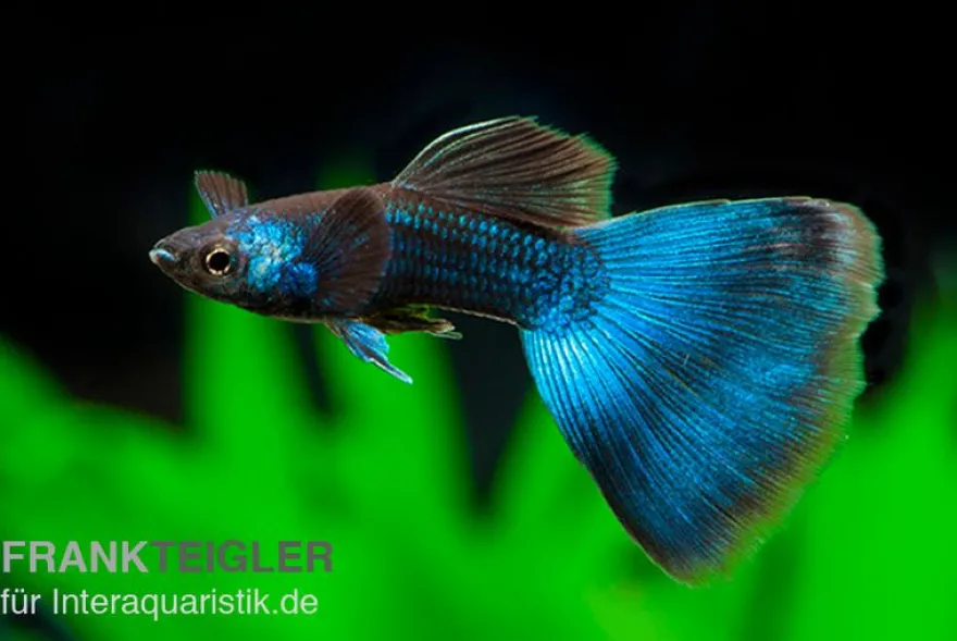 Guppy Moskau blau, Poecilia reticulata, paarweise