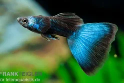Guppy Moskau blau, Poecilia reticulata, paarweise