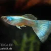 Guppy Moskau grün, Poecilia reticulata, paarweise