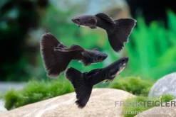 Guppy Moskau schwarz, Poecilia reticulata, paarweise