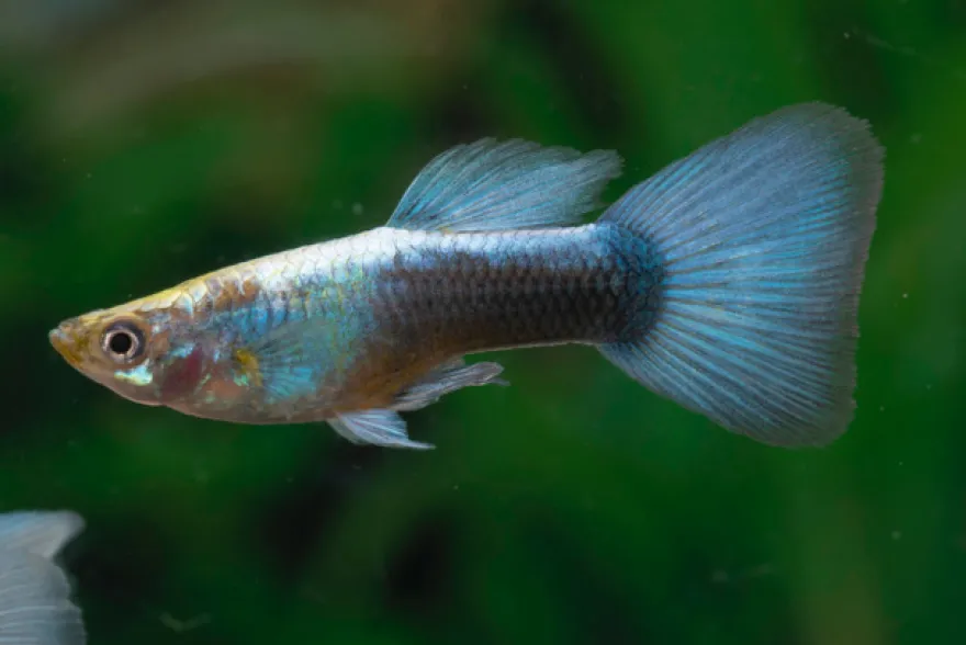 Guppy neonblau, Poecilia reticulata, paarweise