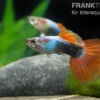 Guppy neonblau-rot, Poecilia reticulata, paarweise