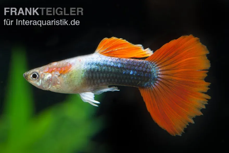 Guppy neonblau-rot, Poecilia reticulata, paarweise