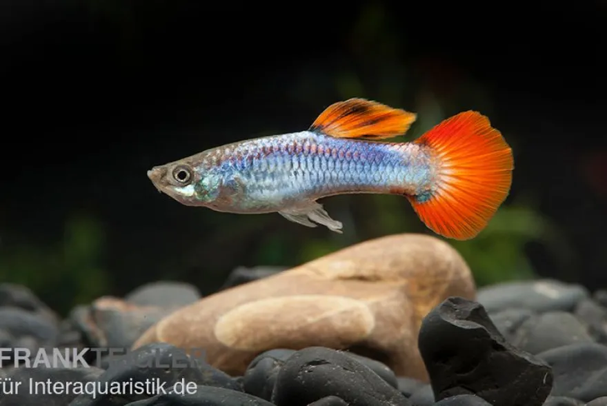 Guppy Neon Firetail, Poecilia reticulata, paarweise