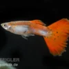 Guppy neonrot, Poecilia reticulata, paarweise