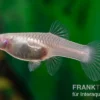Guppy Panda, Poecilia reticulata, paarweise