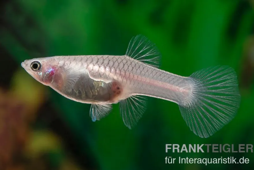 Guppy Panda, Poecilia reticulata, paarweise